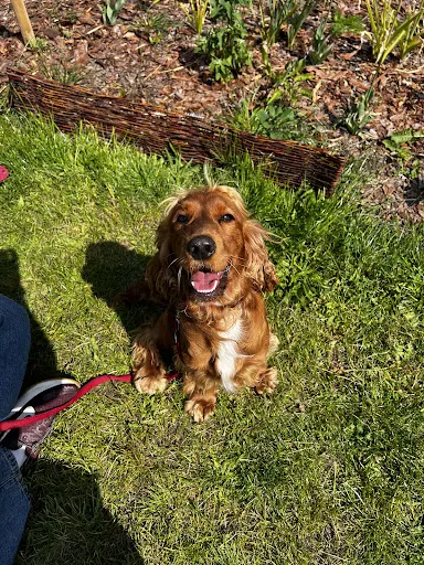 HOPSY - szkoła dla psów i ich ludzi